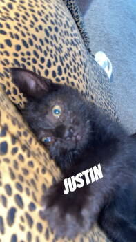 Rescue Domestic Short Hair Cats for Adoption in Vacaville, California - Justin | PetCurious