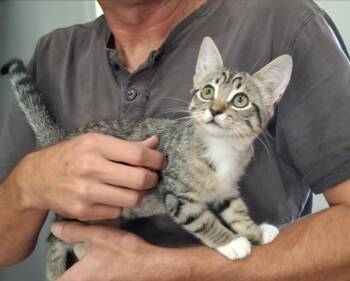 Trinket -  Domestic Short Hair Cat for Adoption in Phoenix, Arizona - Trinket | PetCurious