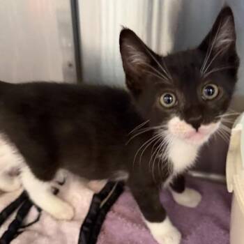 Liam Gallagher -  Domestic Short Hair Cat for Adoption in Los Angeles, California - Liam Gallagher | PetCurious