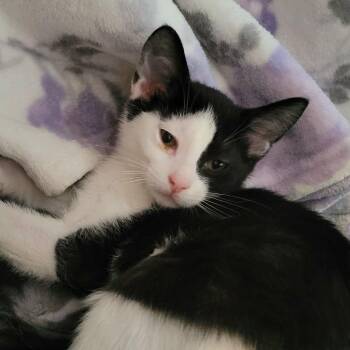 Popeyes -  Domestic Short Hair Cat for Adoption in Chicago, Illinois - Popeyes | PetCurious