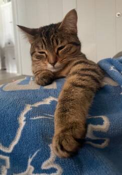 Tabby Cats Available for Adoption - Ooglie | PetCurious