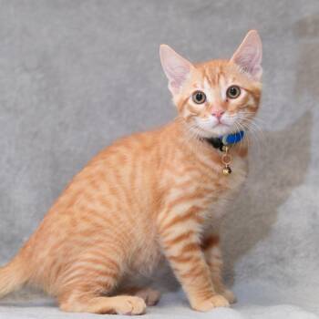 Atticus -  Domestic Short Hair Cat for Adoption in Sunnyvale, California - Atticus | PetCurious