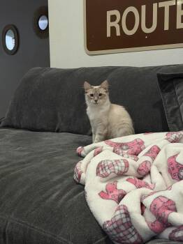 Ragdoll Cats Available for Adoption in Redlands, California - Snowball | PetCurious