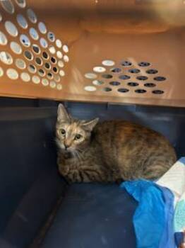 Domestic Short Hair Cats Available for Adoption in Ocala, Florida - A380337 | PetCurious