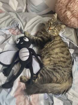 Tilly -  Tabby Cat for Adoption in Hamilton, Ontario - Tilly | PetCurious