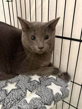 Nicholas -  Domestic Short Hair Cat for Adoption in Cincinnati, Ohio - Nicholas | PetCurious