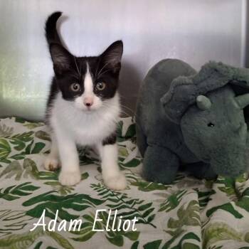 Adam Elliot -  Domestic Short Hair Cat for Adoption in Wyandotte, Michigan - Adam Elliot | PetCurious