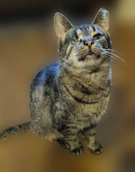 Minus -  Domestic Short Hair Cat for Adoption in Hamilton, Michigan - Minus | PetCurious