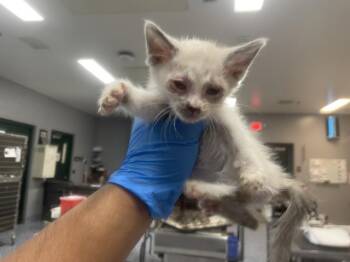 A1916415 -  Domestic Short Hair Cat for Adoption in Thousand Palms, California - A1916415 | PetCurious