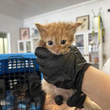 Comet -  Domestic Medium Hair Cat for Adoption in Newberg, Oregon - Comet | PetCurious