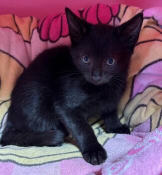 Rescue Domestic Short Hair Cats for Adoption - Levi | PetCurious