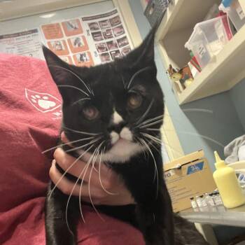 Domestic Short Hair Cats Available for Adoption in Chattanooga, Tennessee - Harry | PetCurious