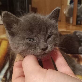 Luna -  Domestic Short Hair Cat for Adoption in Ruckersville, Virginia - Luna | PetCurious