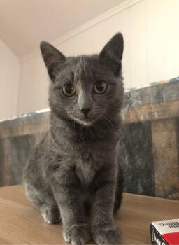 Rescue Domestic Short Hair Cats for Adoption in Laramie, Wyoming - Louise | PetCurious