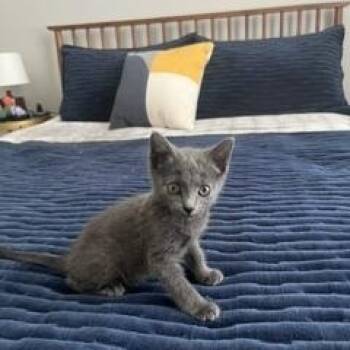 Storm -  Domestic Short Hair Cat for Adoption in Overland Park, Kansas - Storm | PetCurious