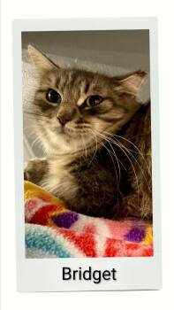 Bridget -  Domestic Short Hair Cat for Adoption in Caistor Centre, Ontario - Bridget | PetCurious
