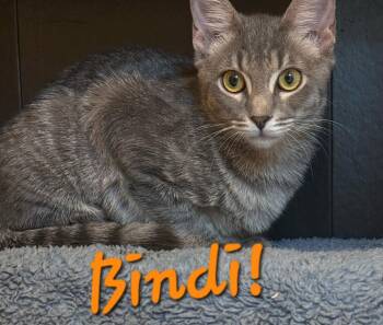Bindi -  Domestic Short Hair Cat for Adoption in Longwood, Florida - Bindi | PetCurious