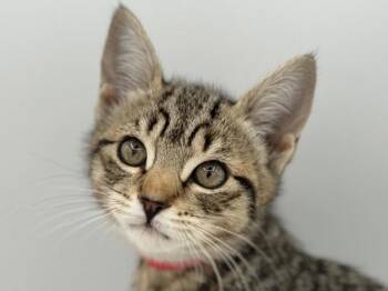 Indigo -  Domestic Short Hair Cat for Adoption in Portland, Oregon - Indigo | PetCurious