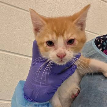 Pablo -  Domestic Short Hair Cat for Adoption in Chattanooga, Tennessee - Pablo | PetCurious