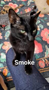 Smoke -  Domestic Short Hair Cat for Adoption in Plattsburgh, New York - Smoke | PetCurious