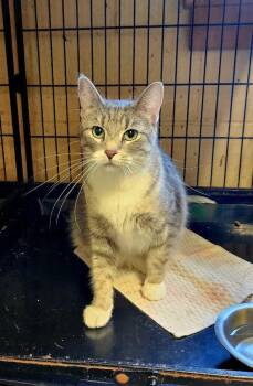 Lena -  Tabby Cat for Adoption in Perth Amboy, New Jersey - Lena | PetCurious