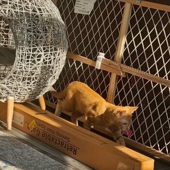 Angelica -  Domestic Medium Hair Cat for Adoption in Winston-salem, North Carolina - Angelica | PetCurious