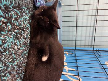 Rescue Domestic Short Hair Cats for Adoption in Manhattan, Kansas - Onyx | PetCurious