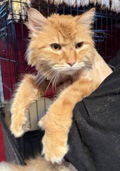 Domestic Long Hair Cats Available for Adoption - Simba - Declaw | PetCurious