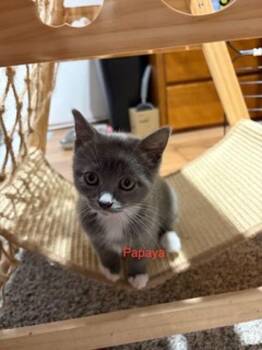 Sunflower K5 Papaya -  Domestic Short Hair Cat for Adoption in Sherwood, Oregon - Sunflower K5 Papaya | PetCurious