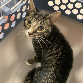 Bootsy -  Domestic Short Hair Cat for Adoption in Philadelphia, Pennsylvania - Bootsy | PetCurious