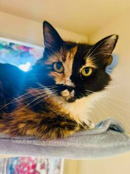 Domestic Long Hair Cats Available for Adoption in Sebastian, Florida - Sunflower | PetCurious
