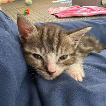 Bubbles -  Domestic Short Hair Cat for Adoption in Grantsville, Utah - Bubbles | PetCurious