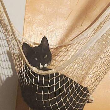 Figaro -  Tuxedo Cat for Adoption in Bennington, Vermont - Figaro | PetCurious