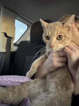 Domestic Short Hair Cats Available for Adoption - Nibble | PetCurious