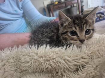 Rory -  Domestic Short Hair Cat for Adoption in Fruit Heights, Utah - Rory | PetCurious