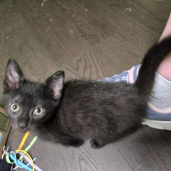 Bilbo -  Domestic Short Hair Cat for Adoption in San Antonio, Texas - Bilbo | PetCurious