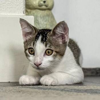Rescue Domestic Short Hair and Tabby Cats for Adoption in Vallejo, California - Glenn | PetCurious