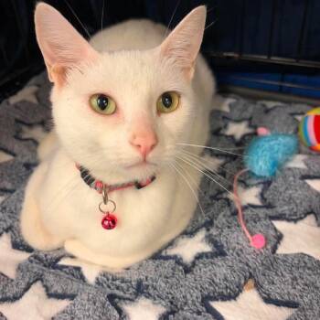 Joy Elizabeth -  Domestic Short Hair Cat for Adoption in Clayton, California - Joy Elizabeth | PetCurious
