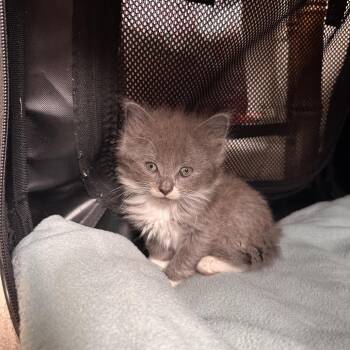 Domestic Medium Hair Cats Available for Adoption in Huntsville, Alabama - Claudia | PetCurious