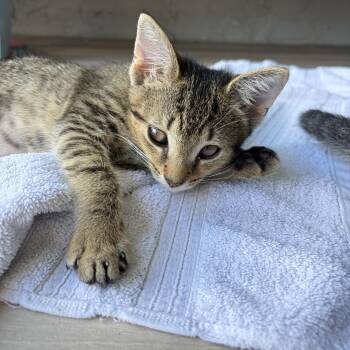 Cleo -  Domestic Short Hair Cat for Adoption in Sunrise, Florida - Cleo | PetCurious