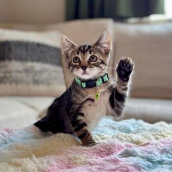 Gerald -  Domestic Short Hair Cat for Adoption in Houston, Texas - Gerald | PetCurious