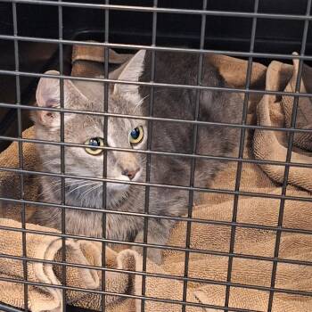 Domestic Short Hair Cats Available for Adoption in Montgomery, Alabama - Nani | PetCurious