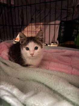 Rescue Domestic Short Hair Cats for Adoption in Moncks Corner, South Carolina - Dennis | PetCurious