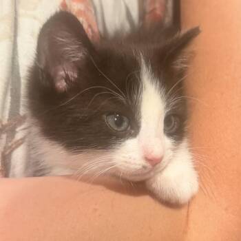 Coyote -  Domestic Short Hair Cat for Adoption in Grantsville, Utah - Coyote | PetCurious