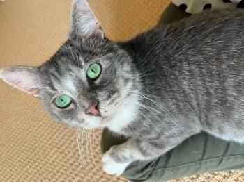 Mr. Forehead -  Domestic Short Hair Cat for Adoption in Raleigh, North Carolina - Mr. Forehead | PetCurious