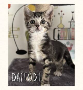 Daffodil -  Domestic Short Hair Cat for Adoption in West Palm Beach, Florida - Daffodil | PetCurious