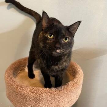 Rescue Domestic Short Hair Cats for Adoption in Red Wing, Minnesota - Sassy | PetCurious