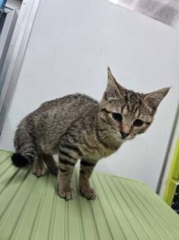Qui Qui -  Domestic Short Hair Cat for Adoption in Savannah, Georgia - Qui Qui | PetCurious