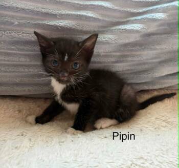 Pipin Vale -  Domestic Short Hair Cat for Adoption in Newnan, Georgia - Pipin Vale | PetCurious