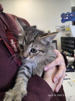 Domestic Short Hair Cats Available for Adoption in Casper, Wyoming - XANDER | PetCurious